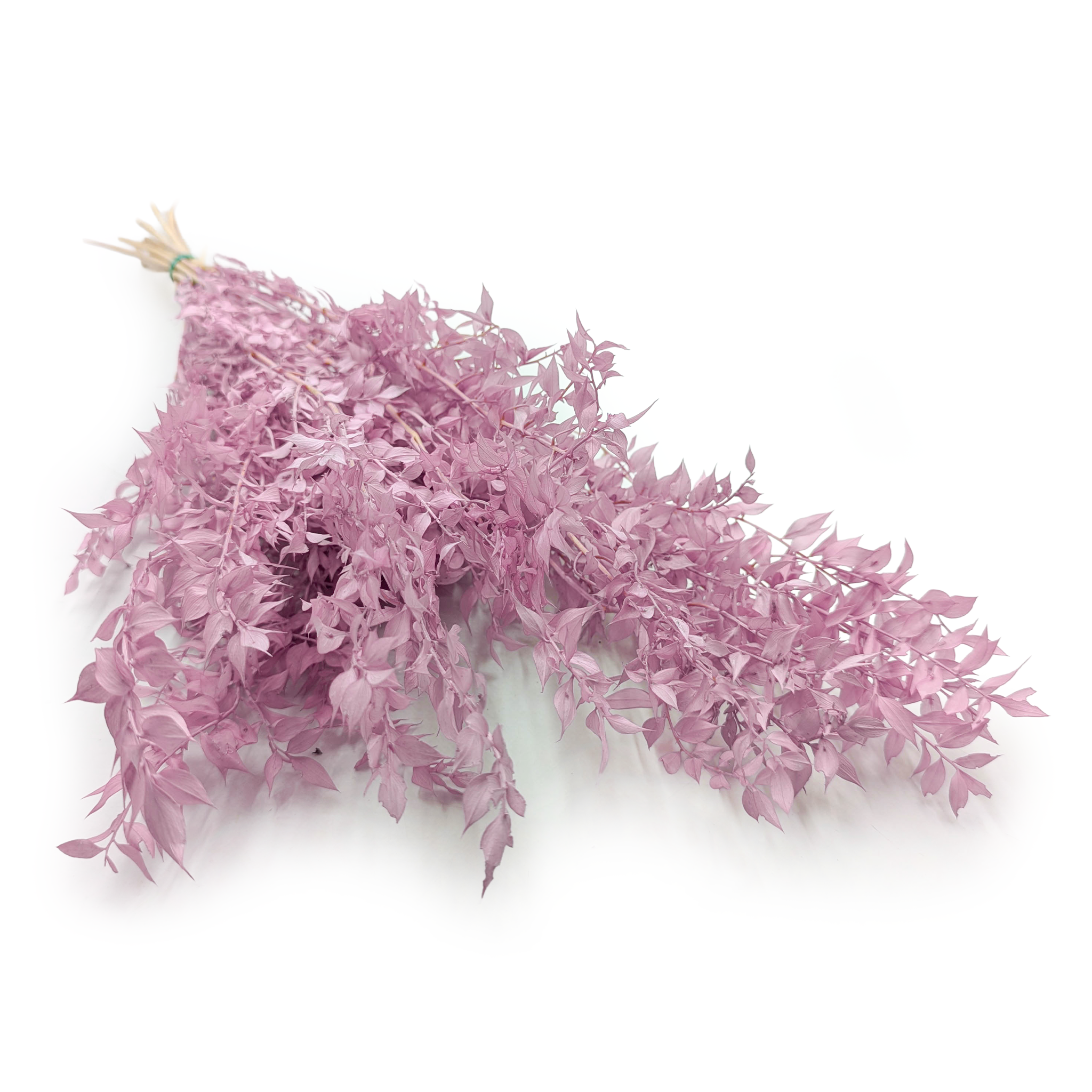 Preserved Ruscus – Heather Purple