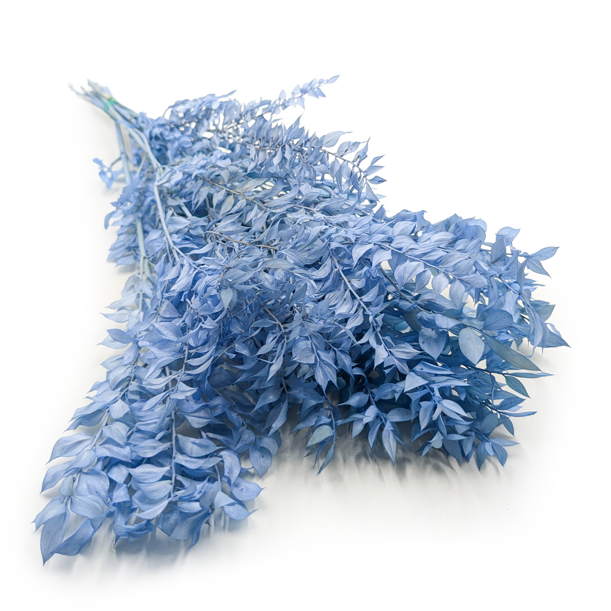 Preserved Ruscus – Steel Blue