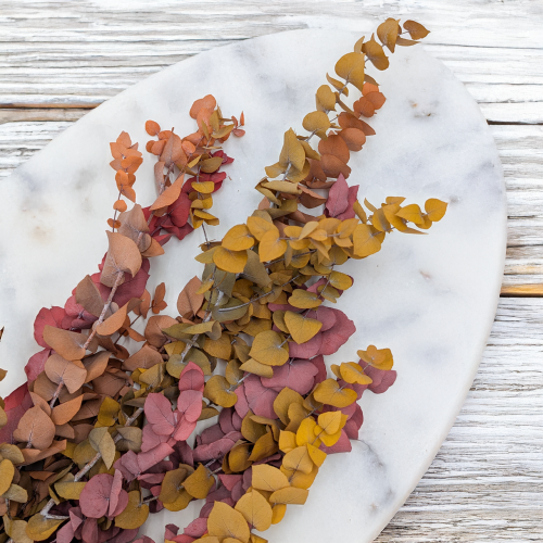 Stuartiana Jesienny LC 2.png