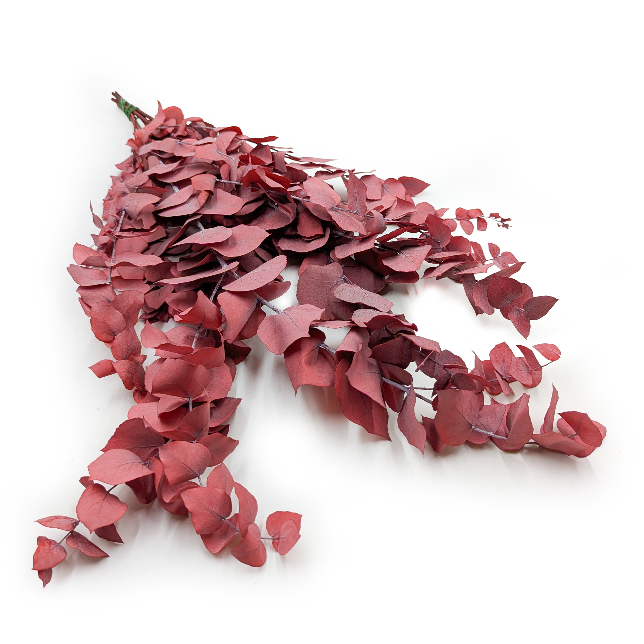 Preserved Eucalyptus – Stuartiana – Red