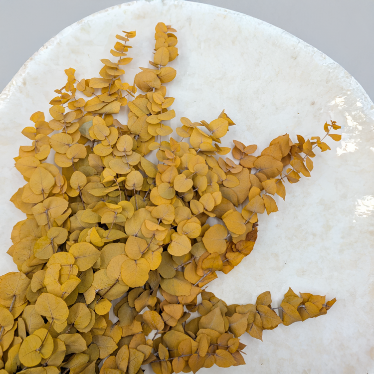 Stuartiana Zolty LC 3.png