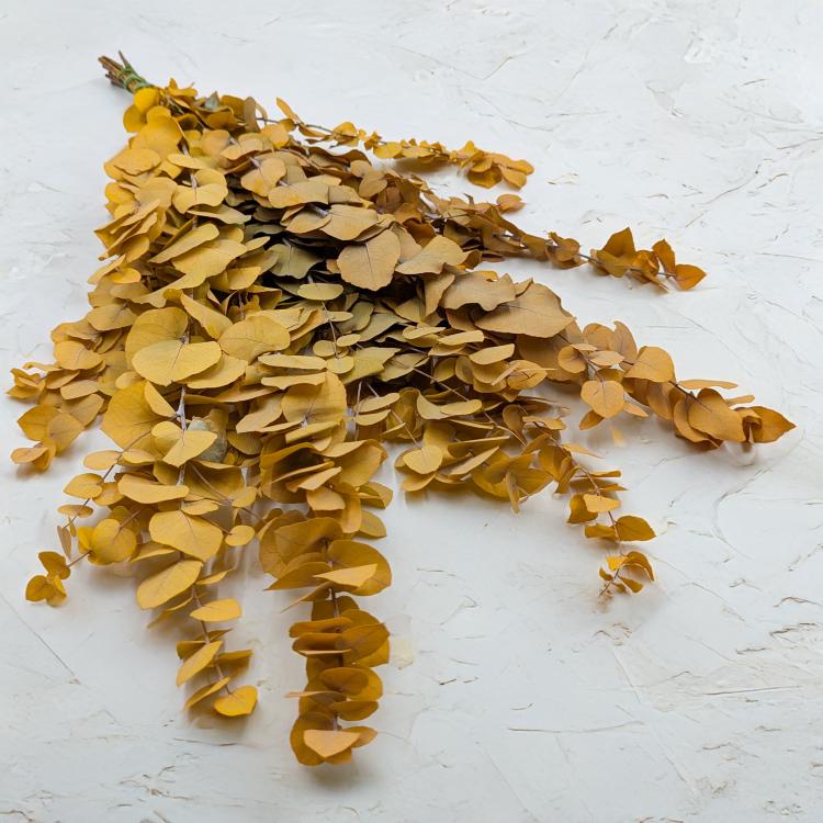 Stuartiana Zolty LC 1.png