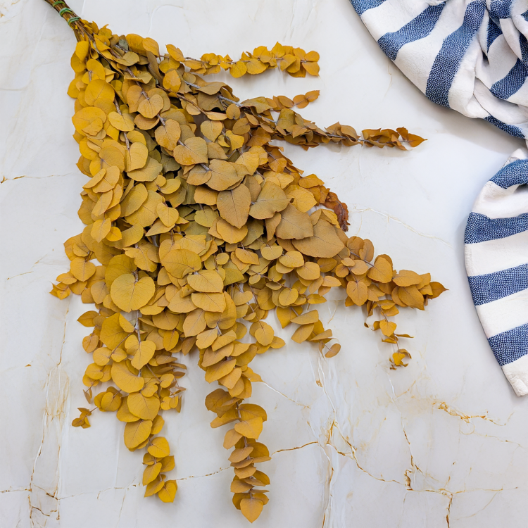 Stuartiana Zolty LC 2.png