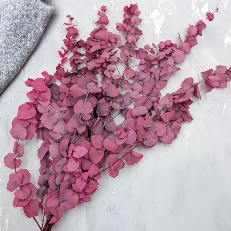 Stuartiana Lila LC 4.png