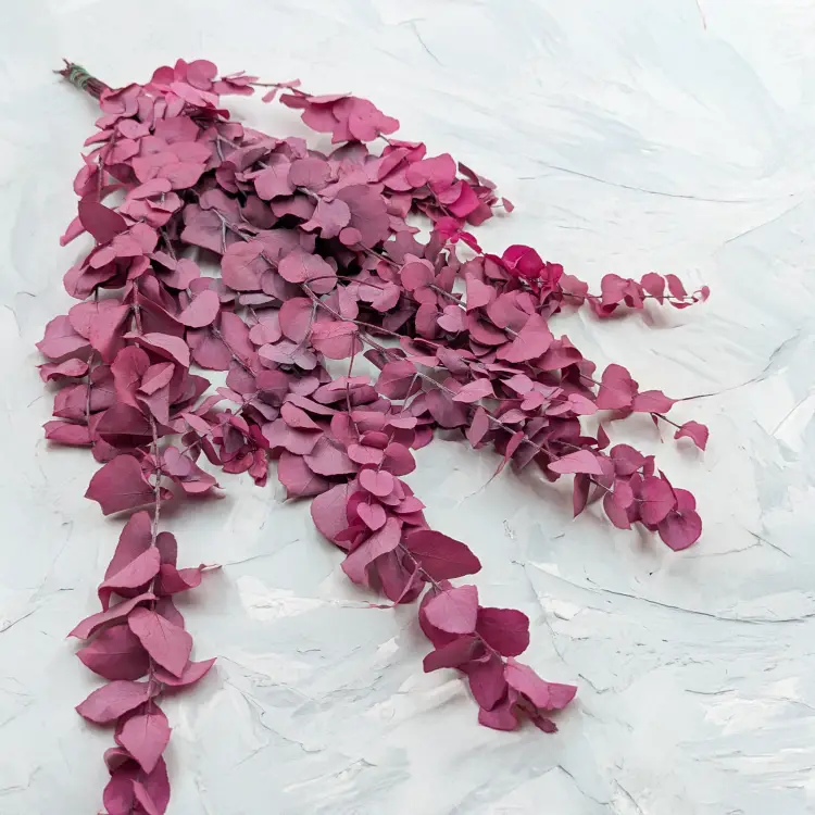 Stuartiana Lila LC 1.png