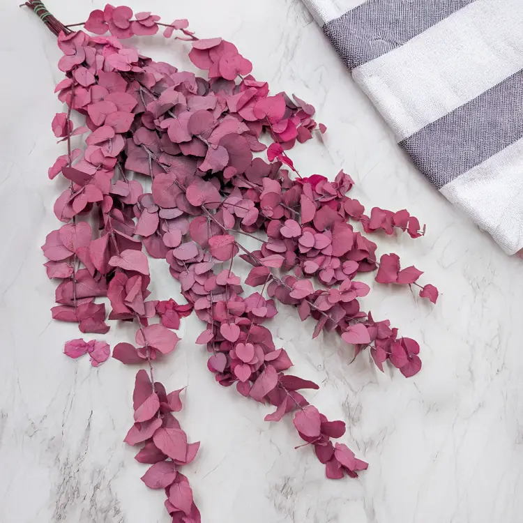 Stuartiana Lila LC 2.png