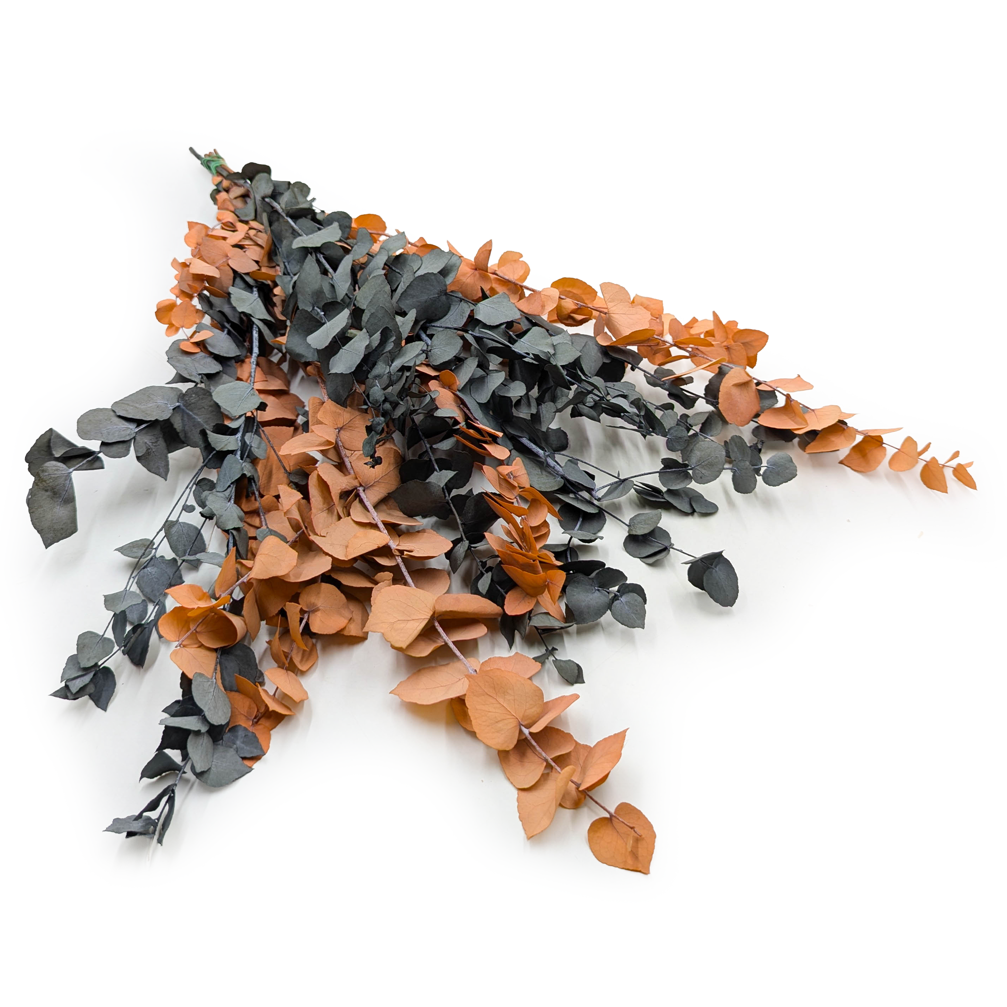 Preserved Eucalyptus – Stuartiana – Halloween