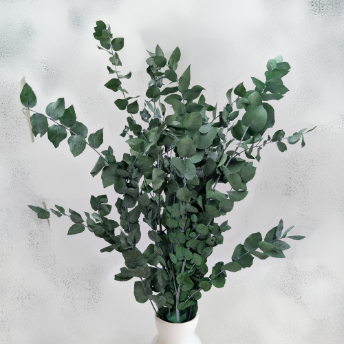 Stuartiana Ziel LC 4.png