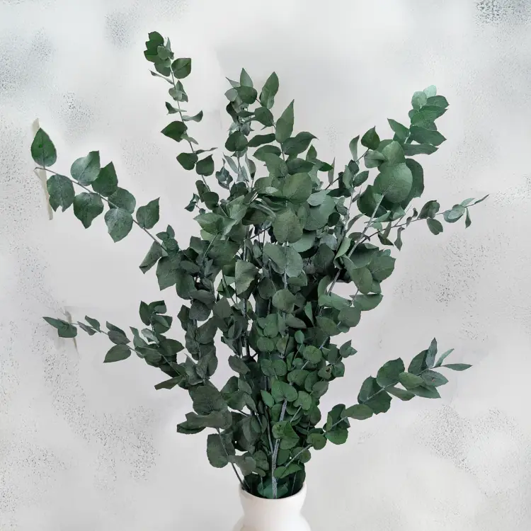 Stuartiana Ziel LC 4.png