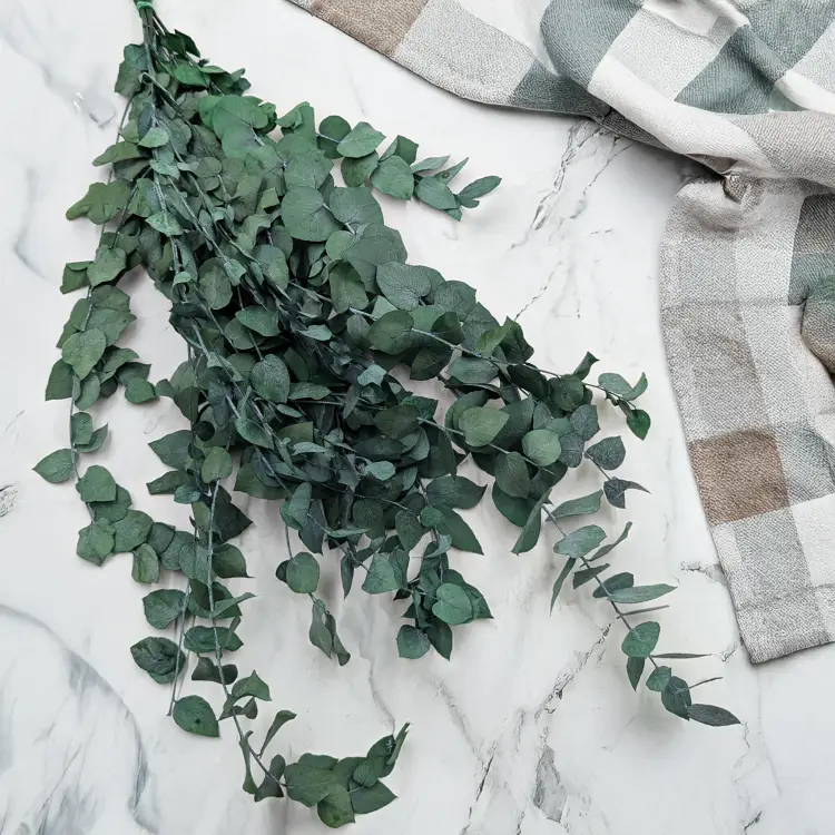 Stuartiana Ziel LC 2.png