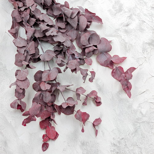 Cinerea Czerwona LC 1.png