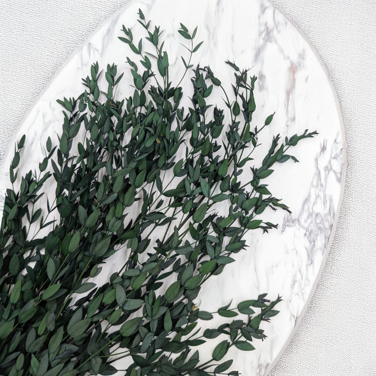 Parvifolia Zielona LC 2.png