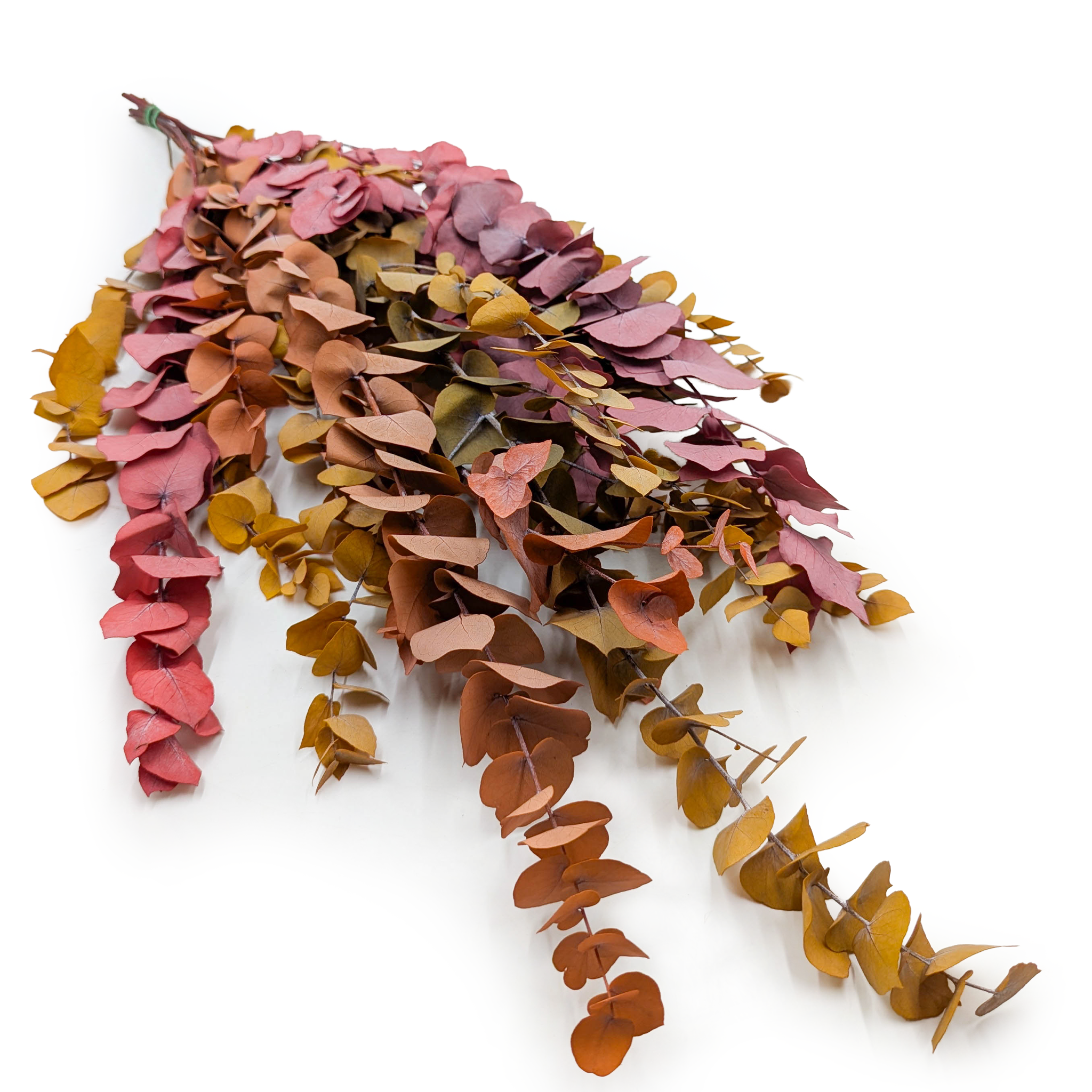 Preserved Eucalyptus – Stuartiana – Autumn