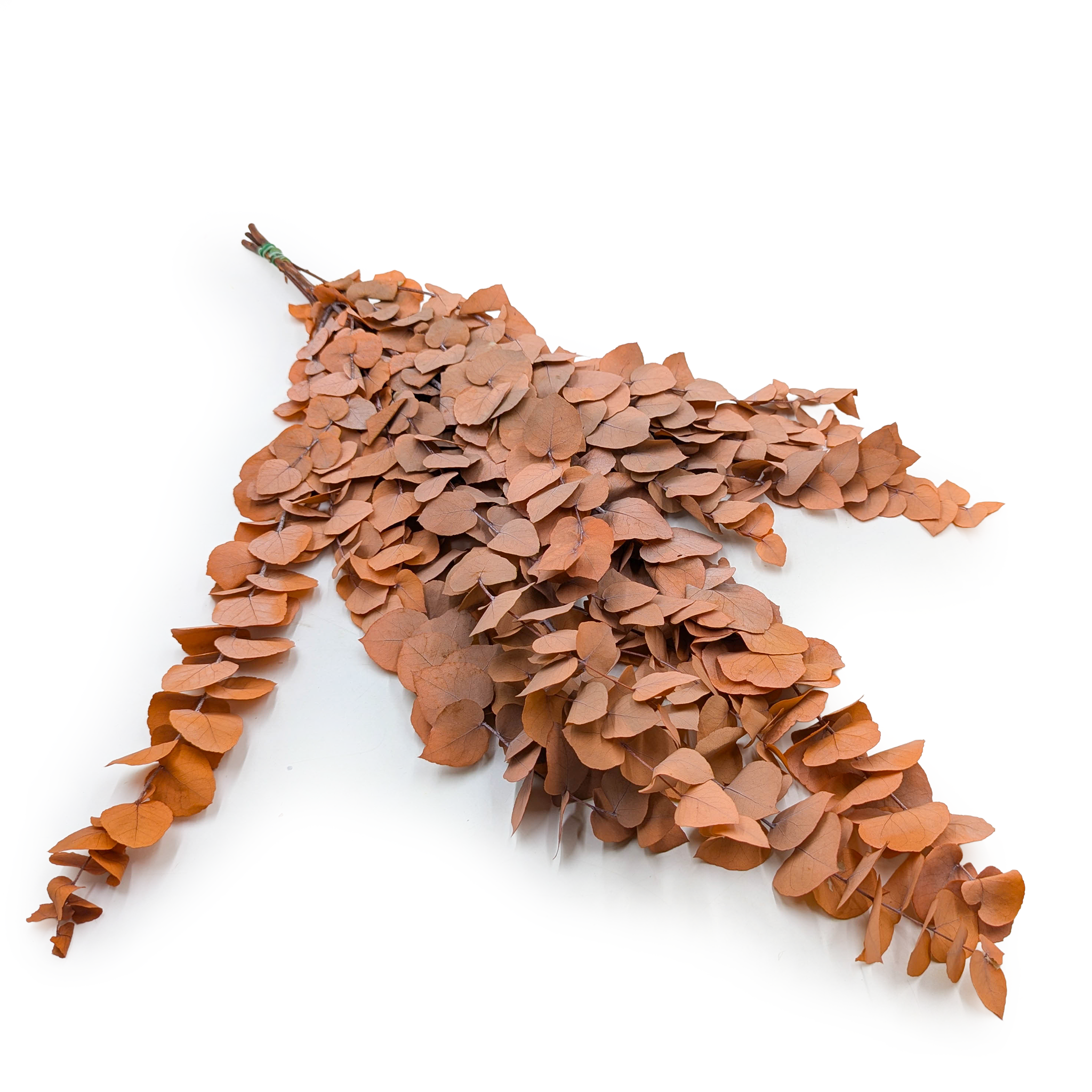 Preserved Eucalyptus – Stuartiana – Orange