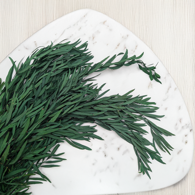 Nicoly Zielony LC 2.png