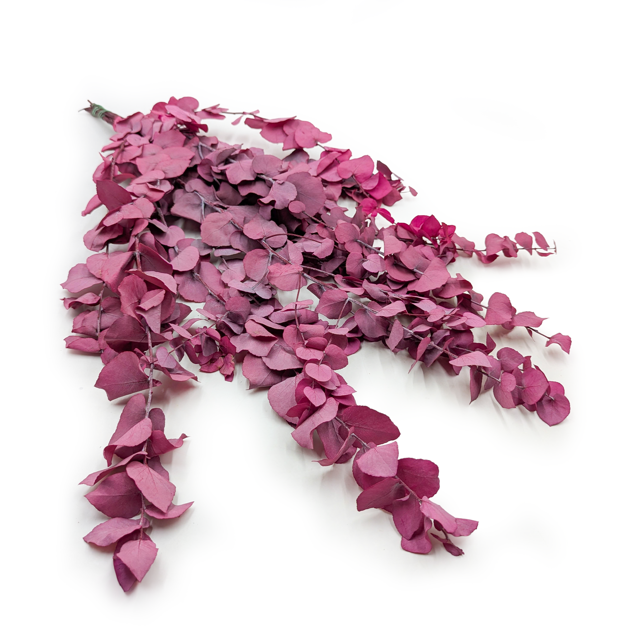 Preserved Eucalyptus – Stuartiana – Lilac