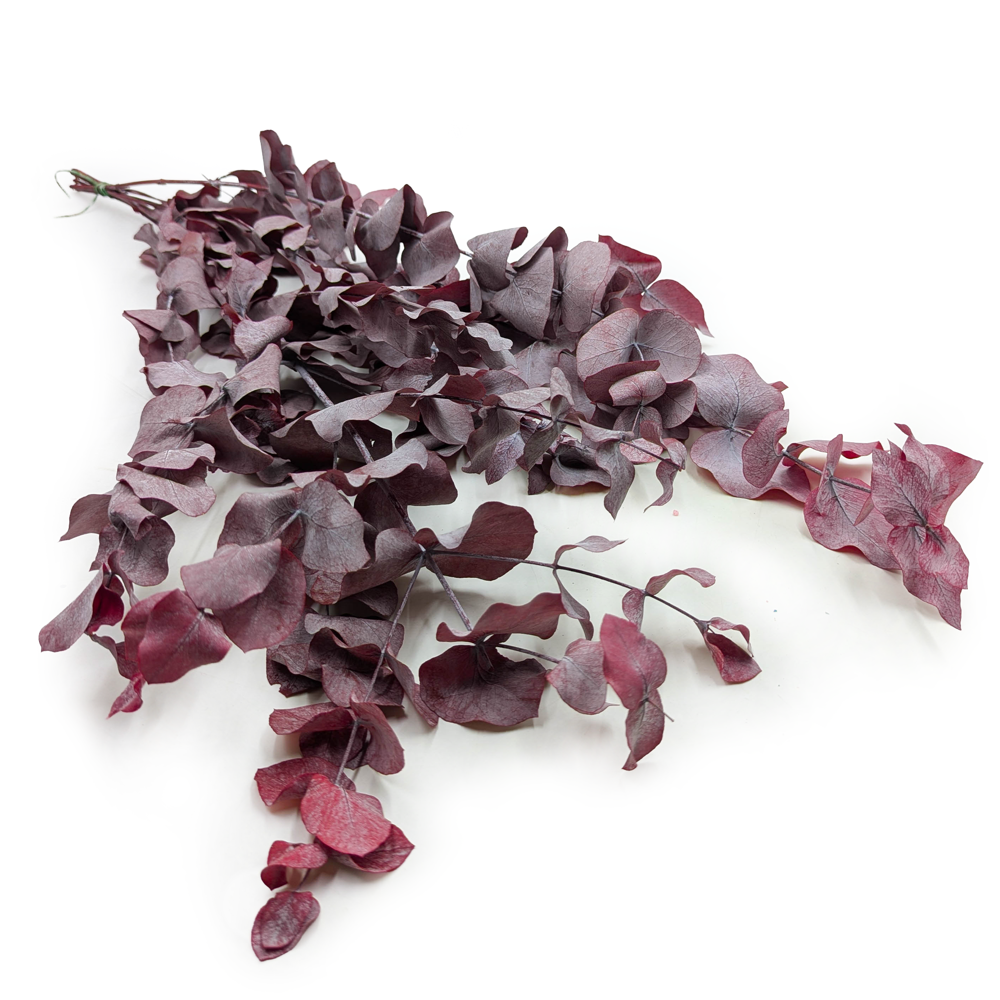 Preserved Eucalyptus – Cinerea – Red