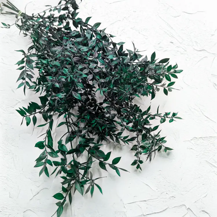 Ruskus stabilizowany zielony IT.png