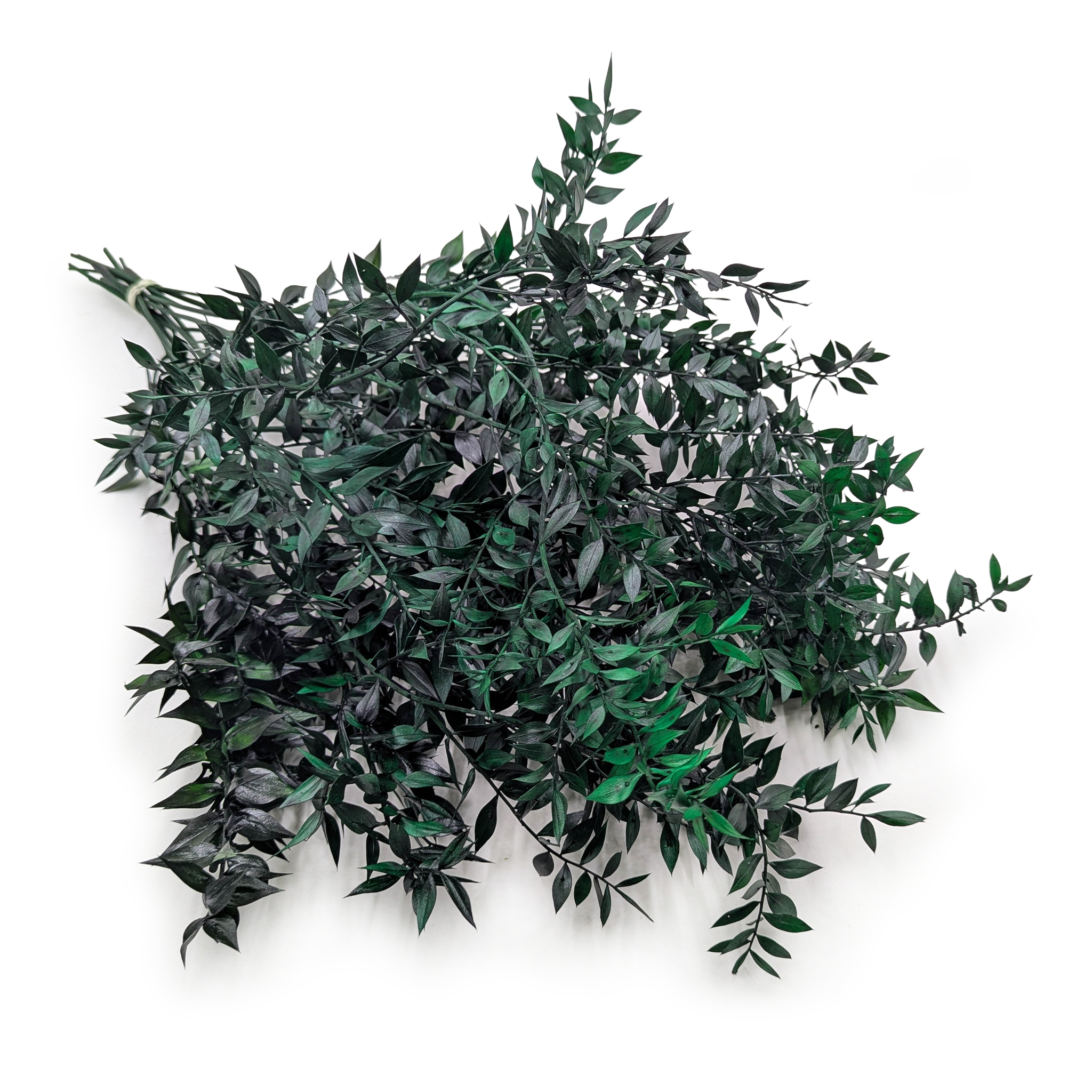 Ruscus Preserved - Green 