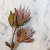 Protea King 3szt 3.png