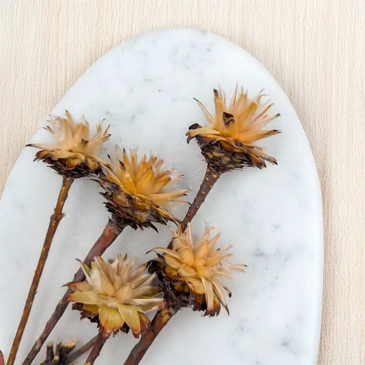 Plumosum Cream 5szt 3.png