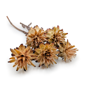 Plumosum dried – (Leucospermum plumosum) – Cream – 5 pcs