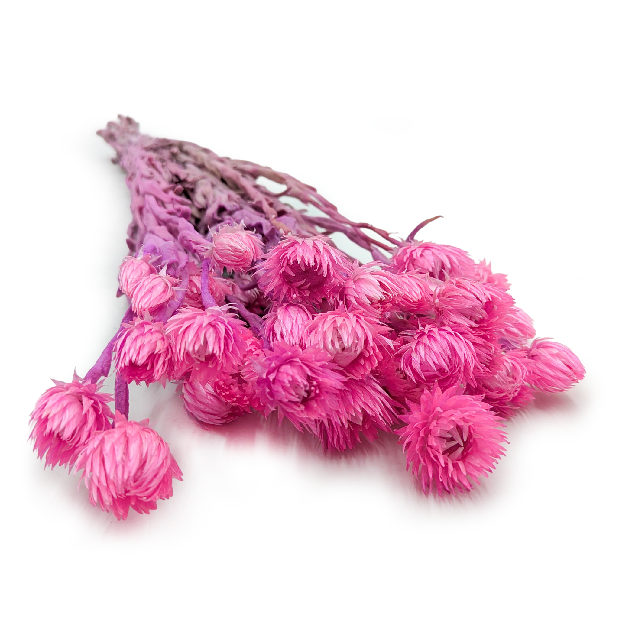 Kaaps Flower - Phaenocoma prolifera - (Cape strawflower) - Pink