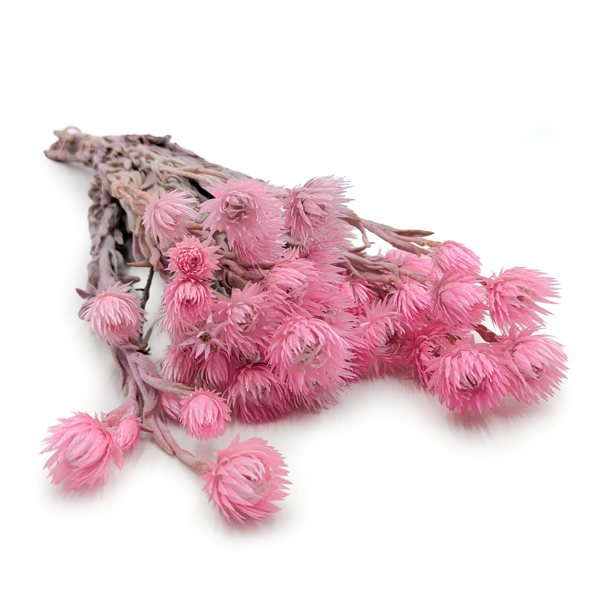 Kaaps Flower - Phaenocoma prolifera - (Cape strawflower) - Light Pink