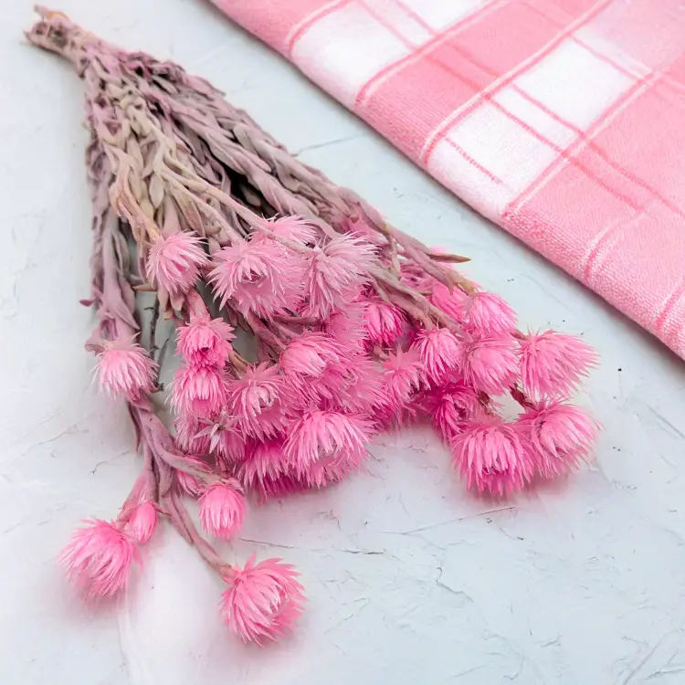 Kaaps jasny róż IT 1.png