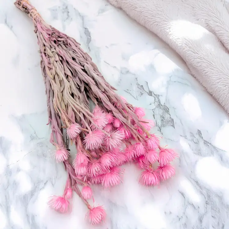 Kaaps jasny róż IT 2.png