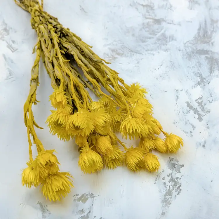 Kaaps żółty IT 1.png