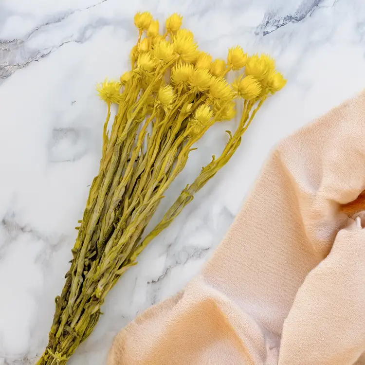 Kaaps żółty IT 2.png