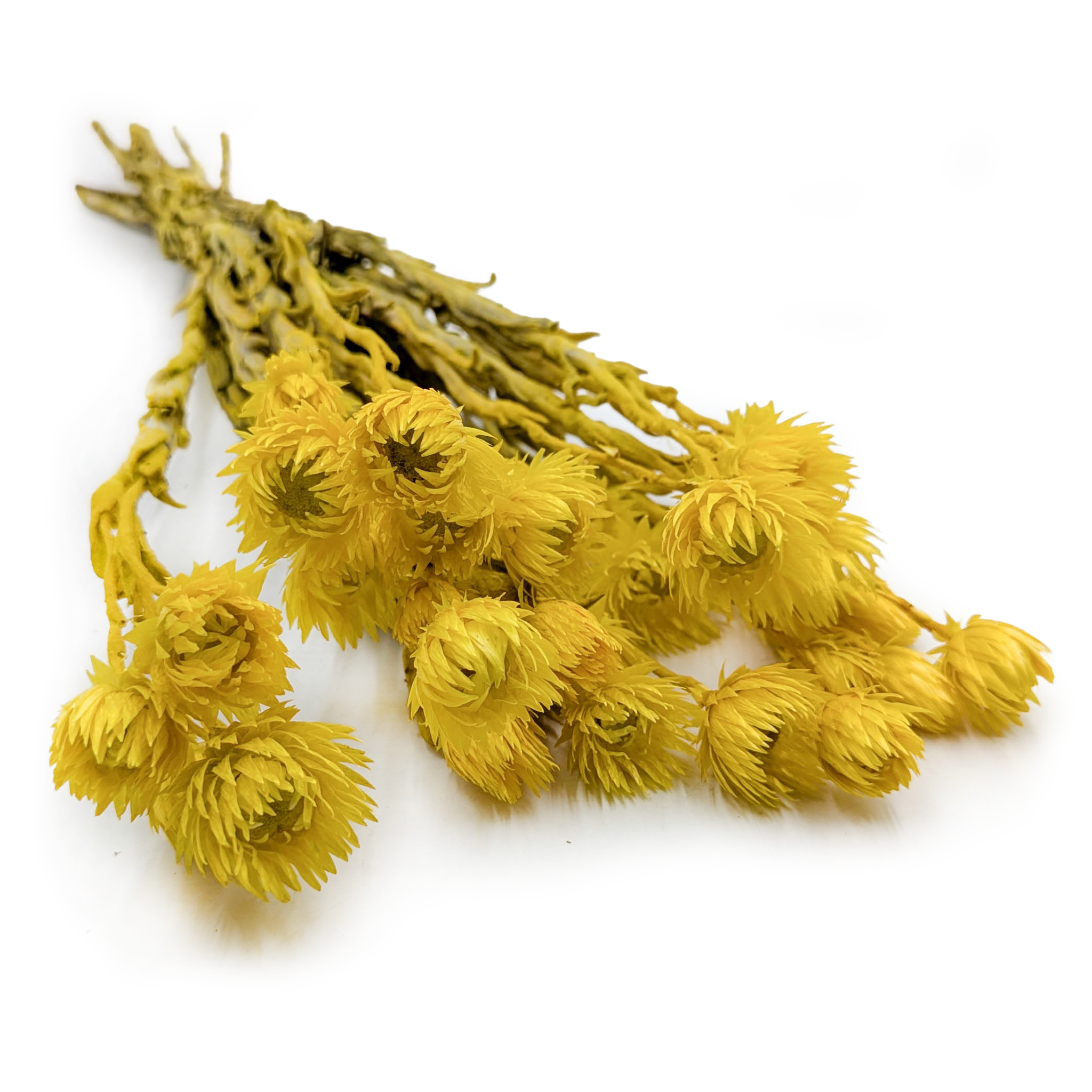 Kaaps Flower - Phaenocoma prolifera - (Cape strawflower) - Yellow