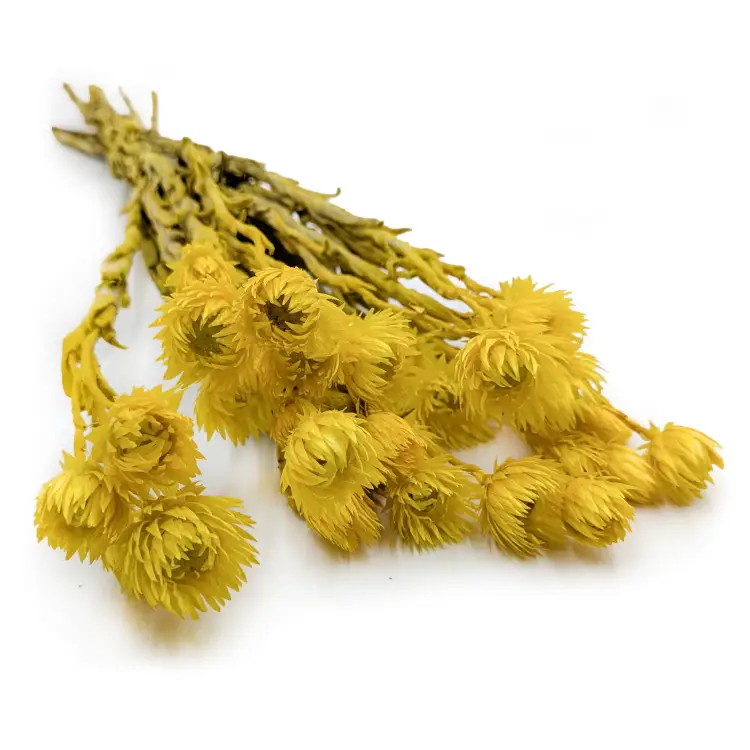 Kaaps żółty IT 00.png