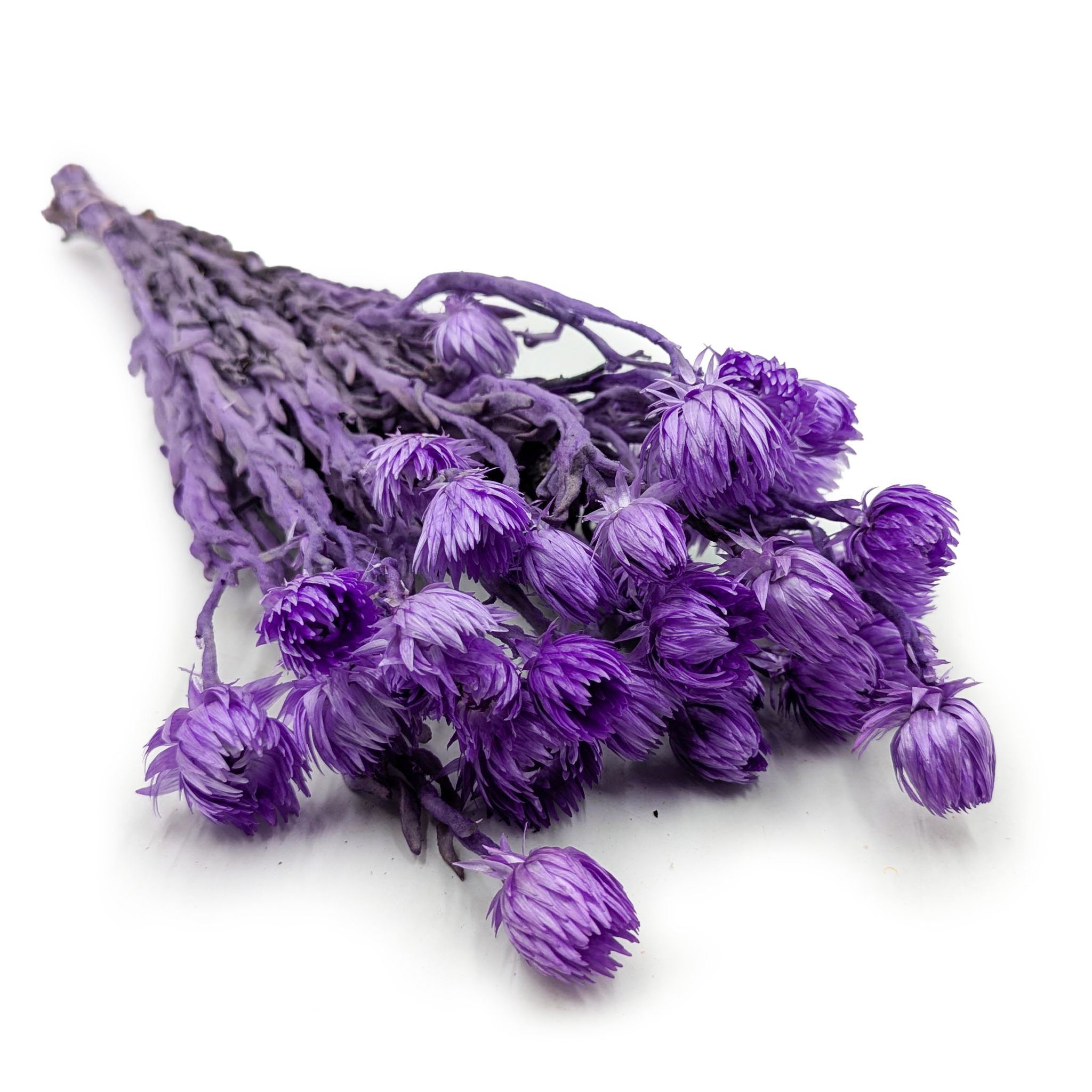 Kaaps Flower - Phaenocoma prolifera - (Cape strawflower) - Lavender