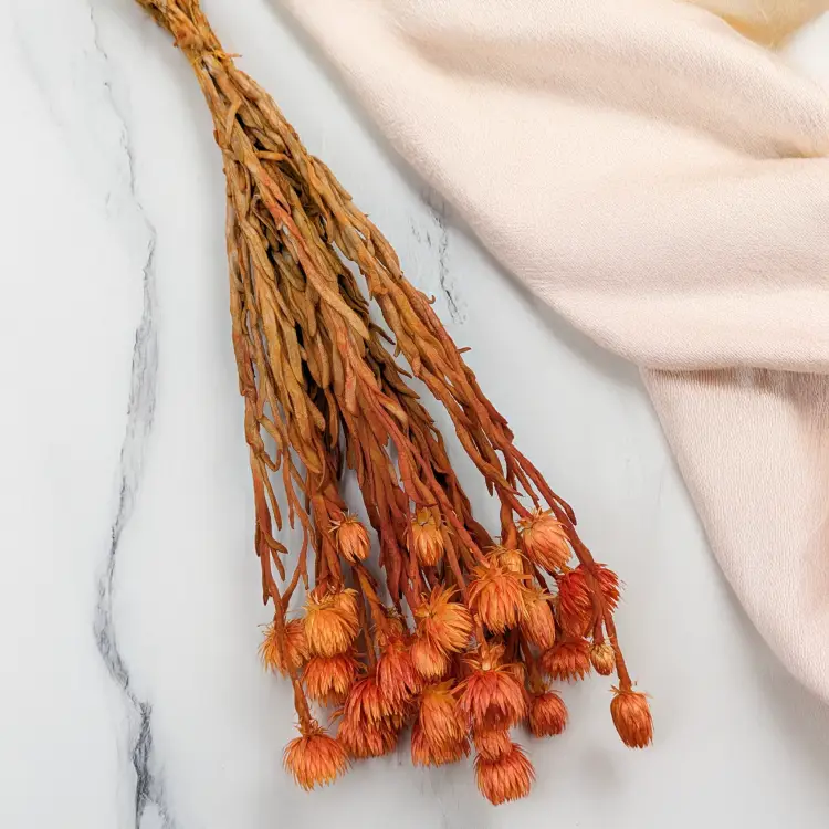 Kaaps pomarańczowy IT 2.png