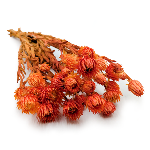 Kaaps pomarańczowy IT 00.png