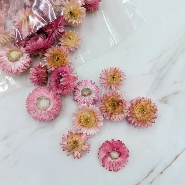 Kocanki głowki różowy 1.png