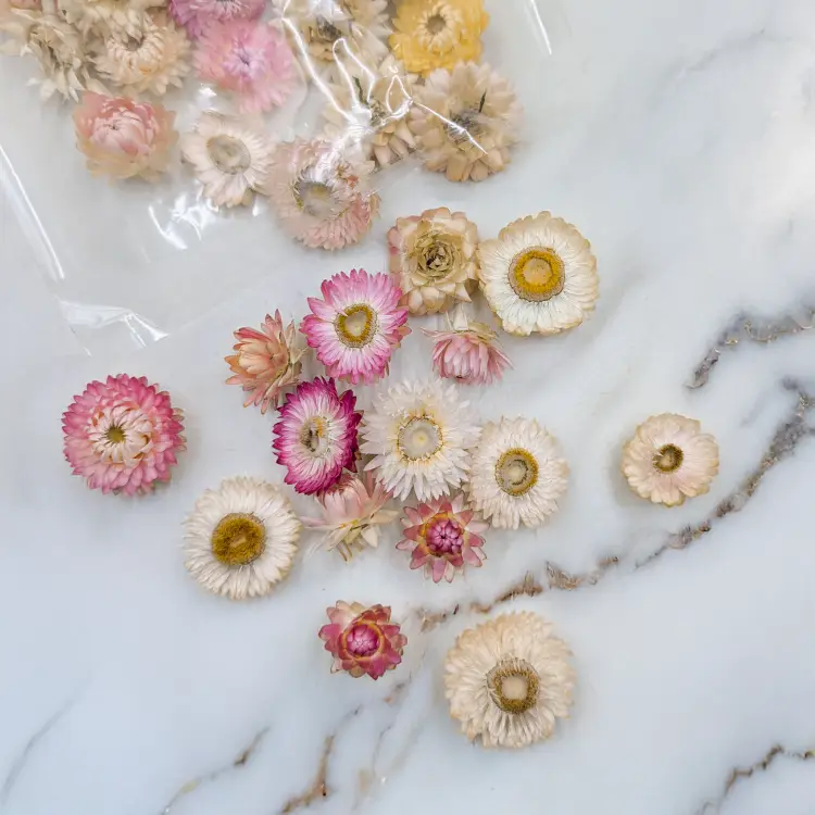 Kocanki głowki jasny mix 1.png