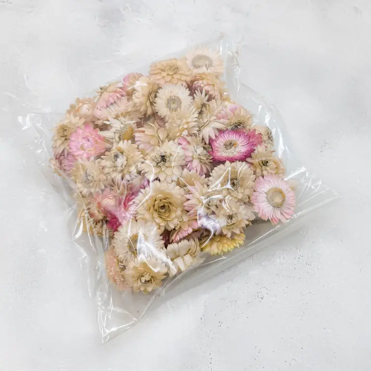 Kocanki głowki jasny mix 2.png