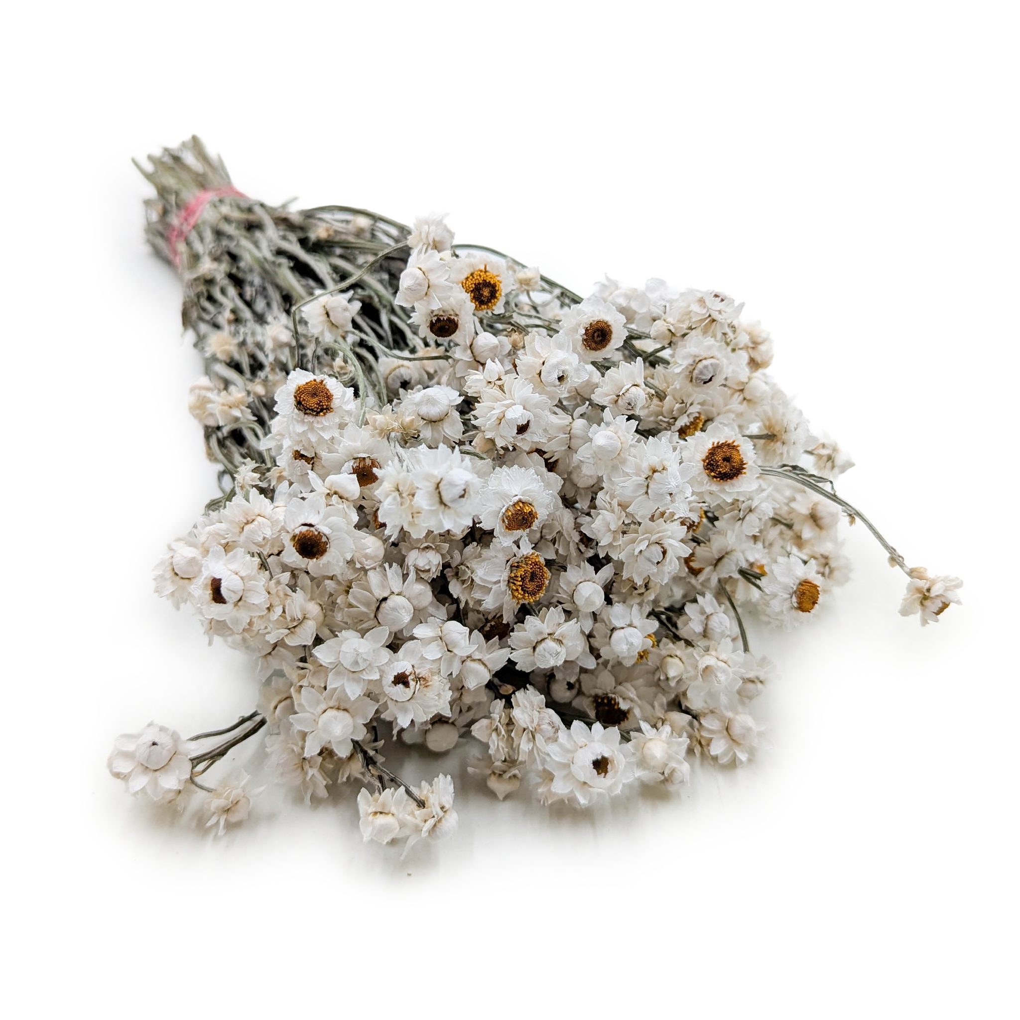 Dried Ammobium – White Everlasting – (Ammobium alatum) – Natural White