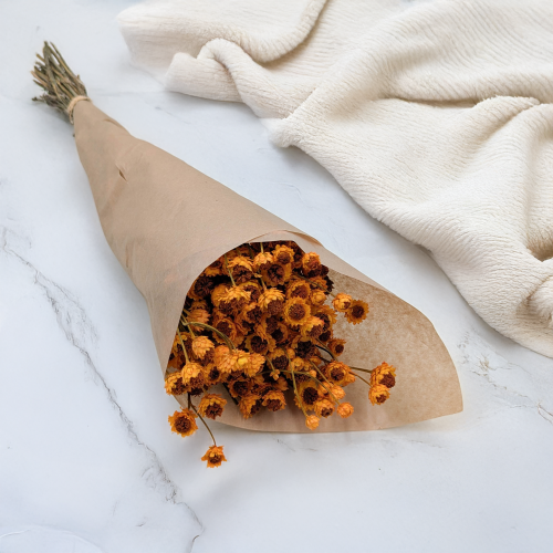 Ammobium pomarańczowe PLS 1.png