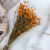 Ammobium pomarańczowe PLS 3.png