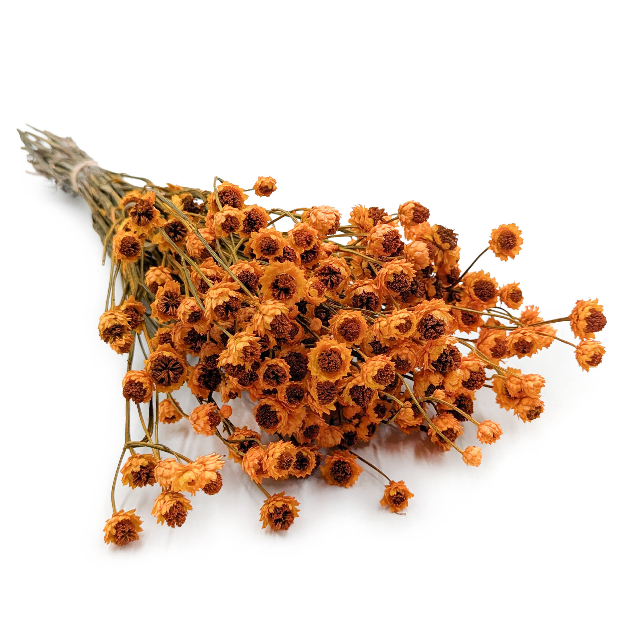 Dried Ammobium – White Everlasting – (Ammobium alatum) – Orange