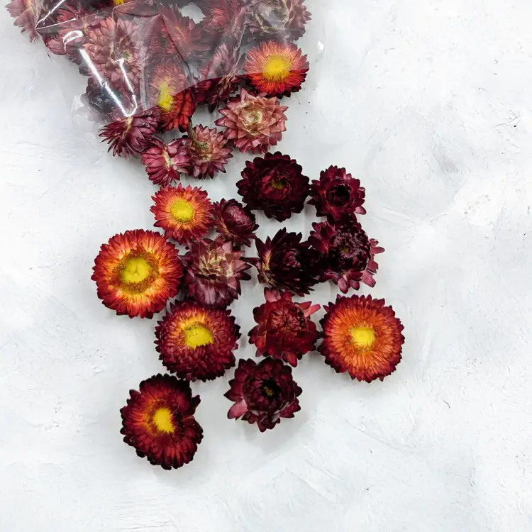 Kocanki głowki szakrłat 1.png