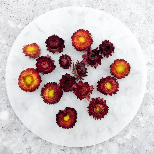 Kocanki głowki szakrłat 3.png