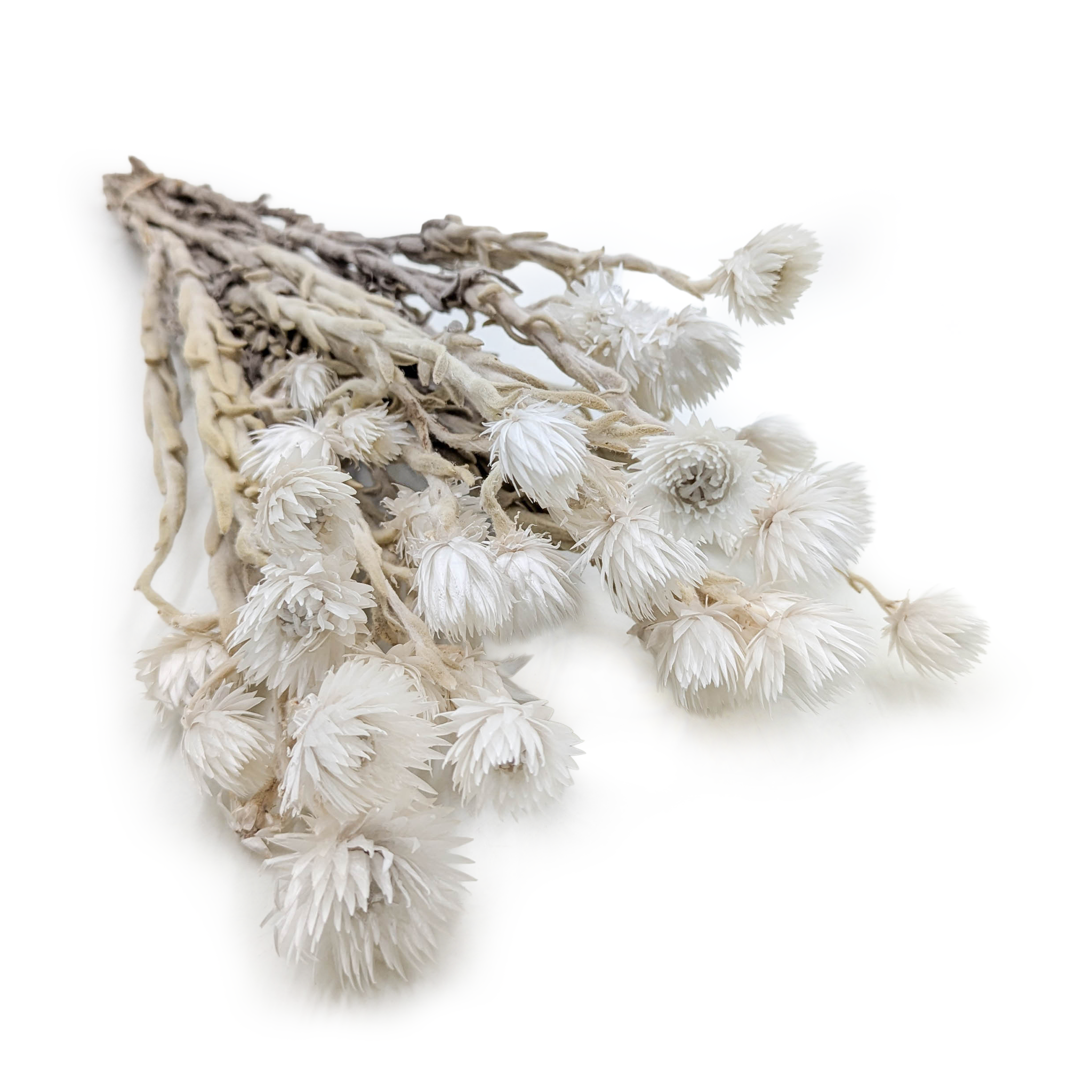 Kaaps Flower - Phaenocoma prolifera - (Cape strawflower) - Natural White