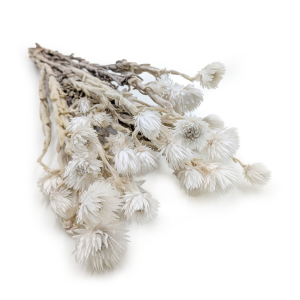 Kaaps Flower - Phaenocoma prolifera - (Cape strawflower) - Natural White