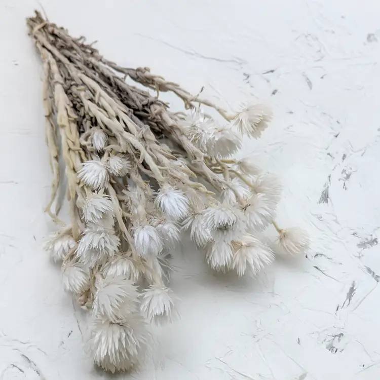 Kaaps naturalny 1.png