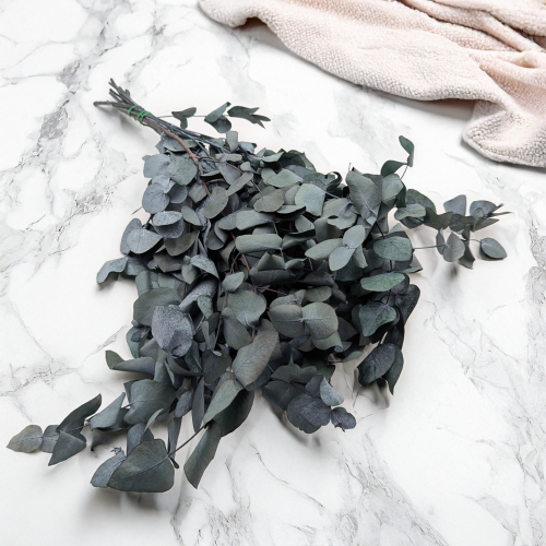 eukaliptus cinerea 2.png